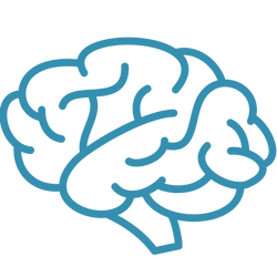 brain development